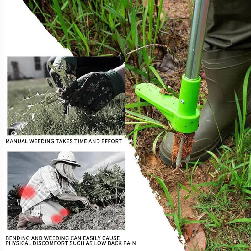 Uso do extrator de ervas daninhas verde para remover plantas com raízes, evitando esforço físico