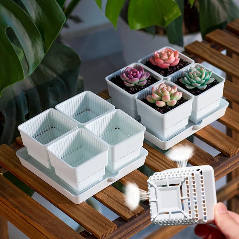 Vasos de suculentas em suporte de drenagem branco, ideal para cultivo de plantas em casa.