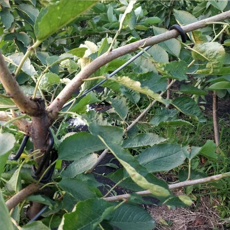 Suporte ajustável para galhos de árvores frutíferas em metal preto sustentando galho grosso com folhas