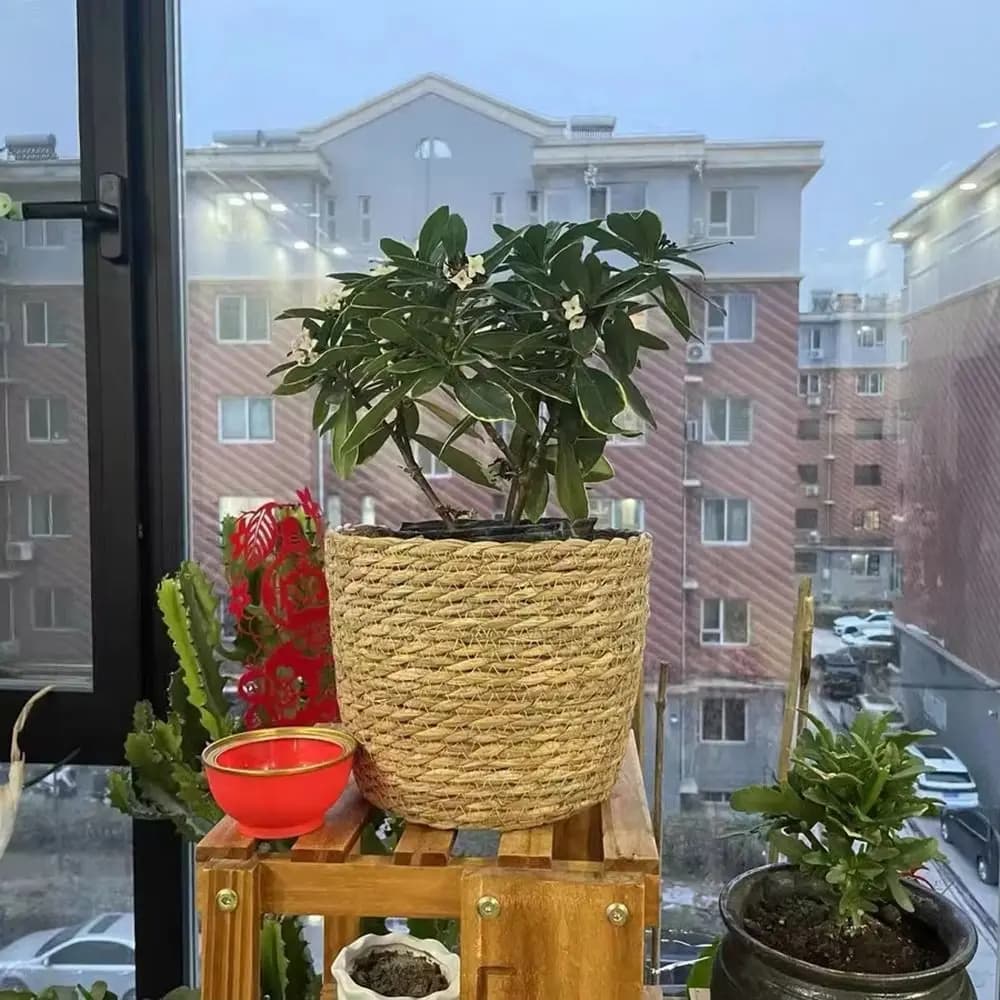 Cesto para plantas Jácotei Terraço Decor em palha de rattan marrom com planta verde em suporte de madeira