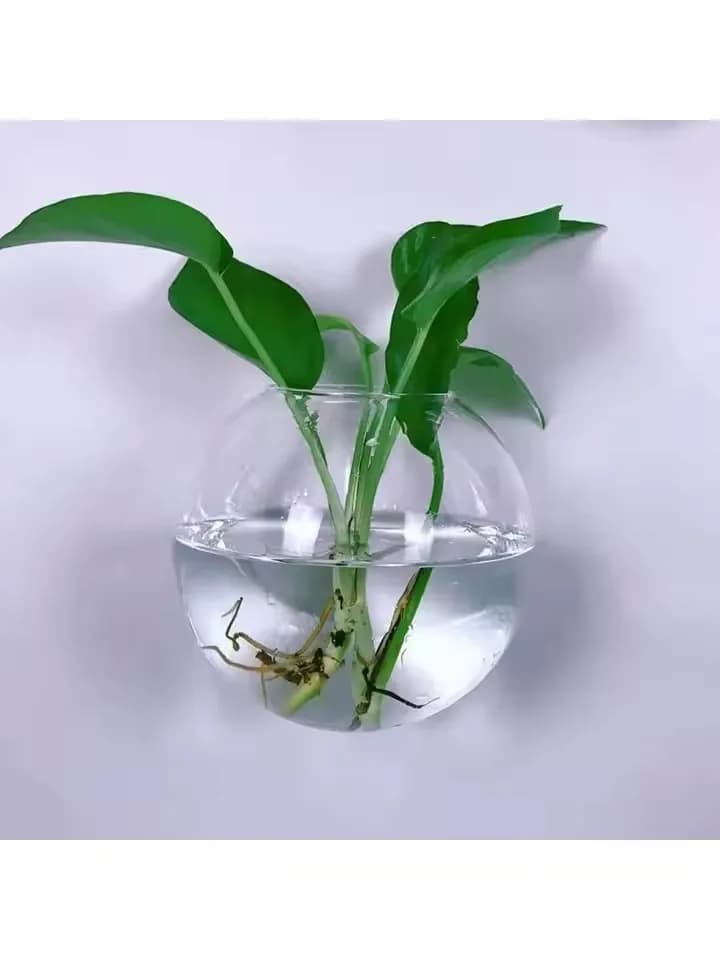 Terrário de vidro transparente autoirrigável com planta verde e raízes visíveis na parede