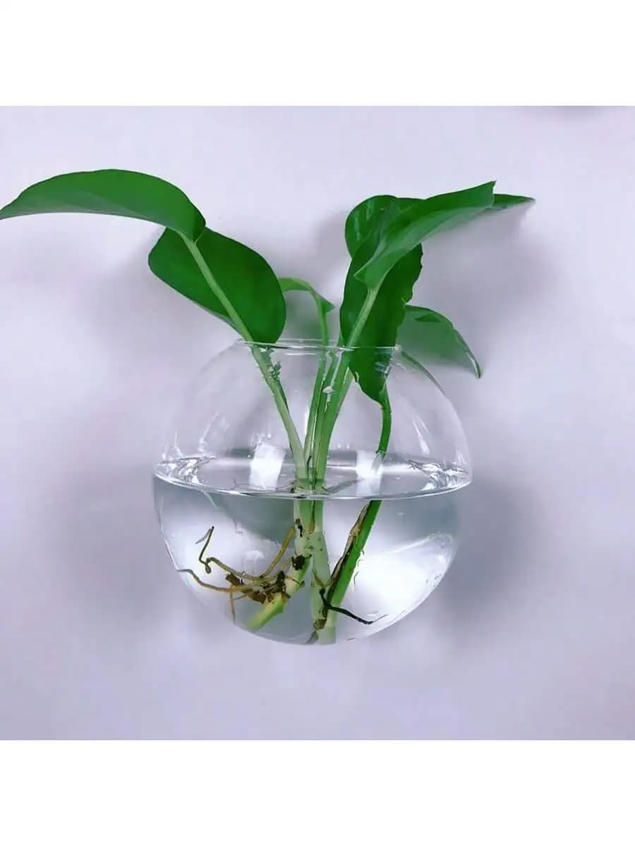 Terrário de vidro transparente para parede com planta hidropônica verde em água limpa