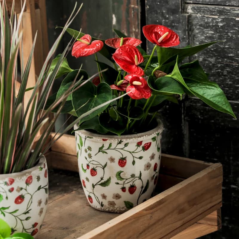 Vaso de cerâmica com estampa de morangos e flores contendo planta vermelha