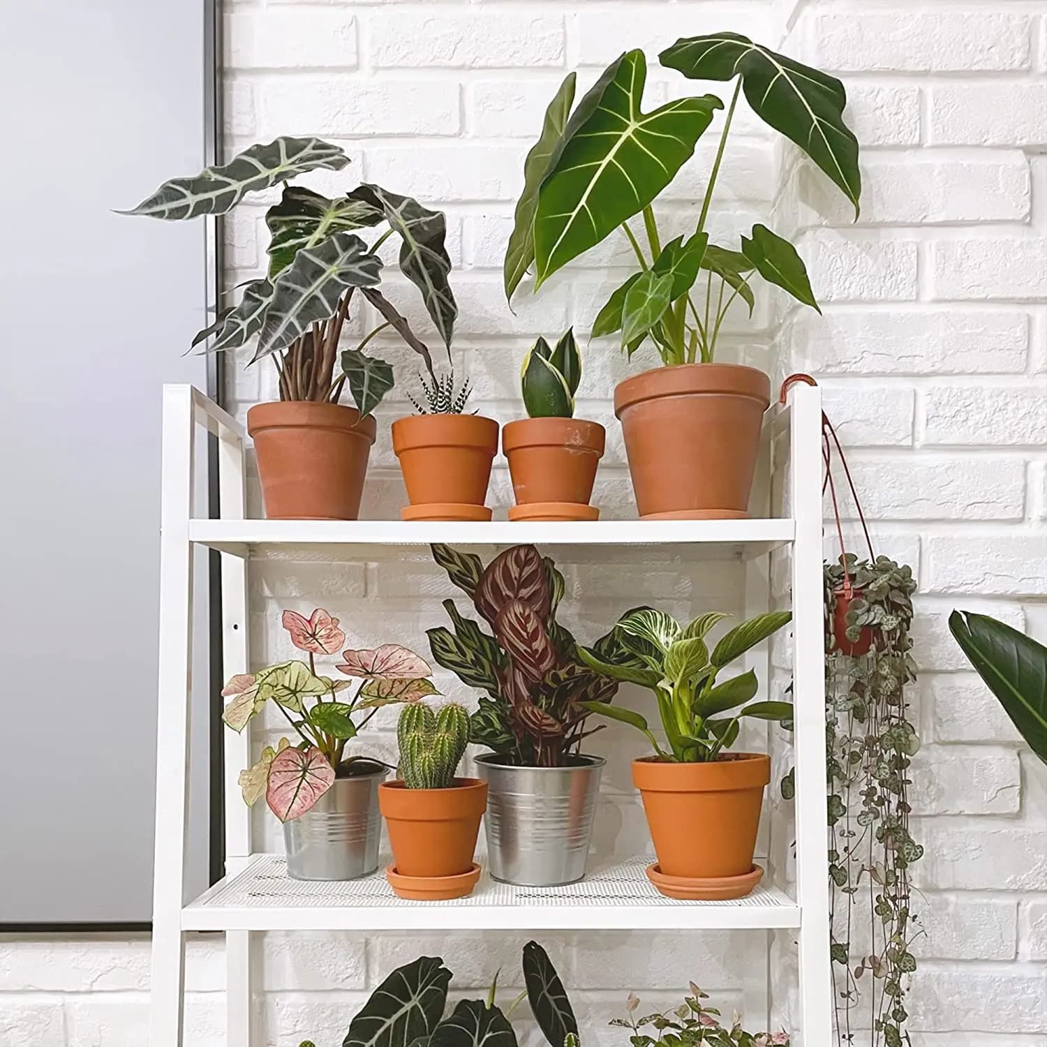 Vasos mini terracota para plantas variados em prateleira branca decoração interna e externa