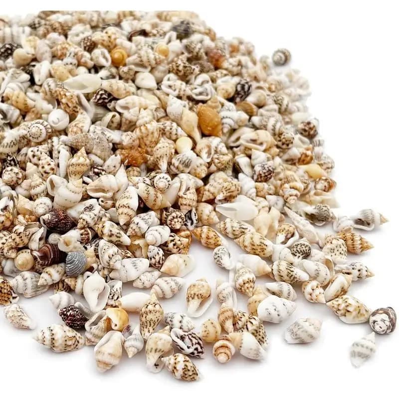 Conchas naturais pequenas mistas marrom variadas para artesanato e decoração, vista aproximada