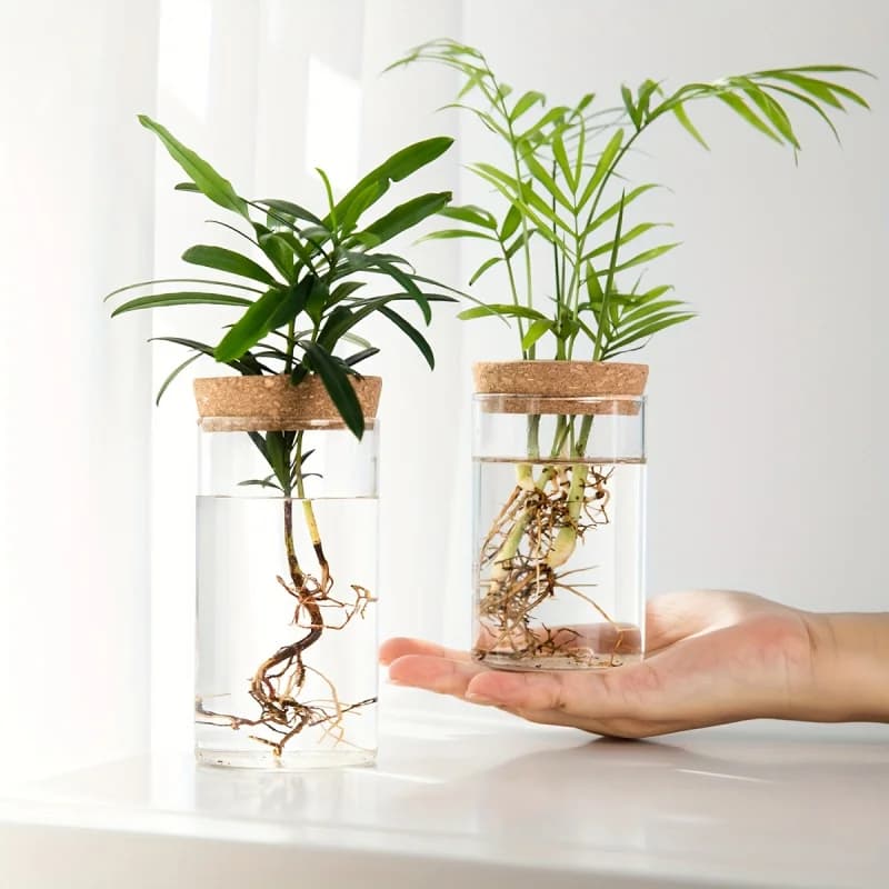 Vasos de vidro hidropônico transparentes com plantas verdes, tampa de cortiça, design moderno para escritório