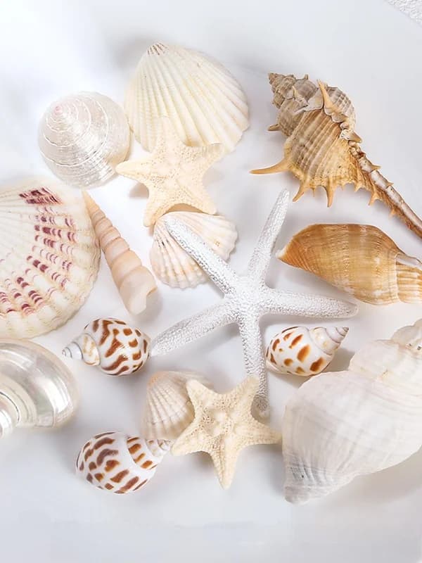 Conjunto de conchas naturais para decoração de aquários e fotografia