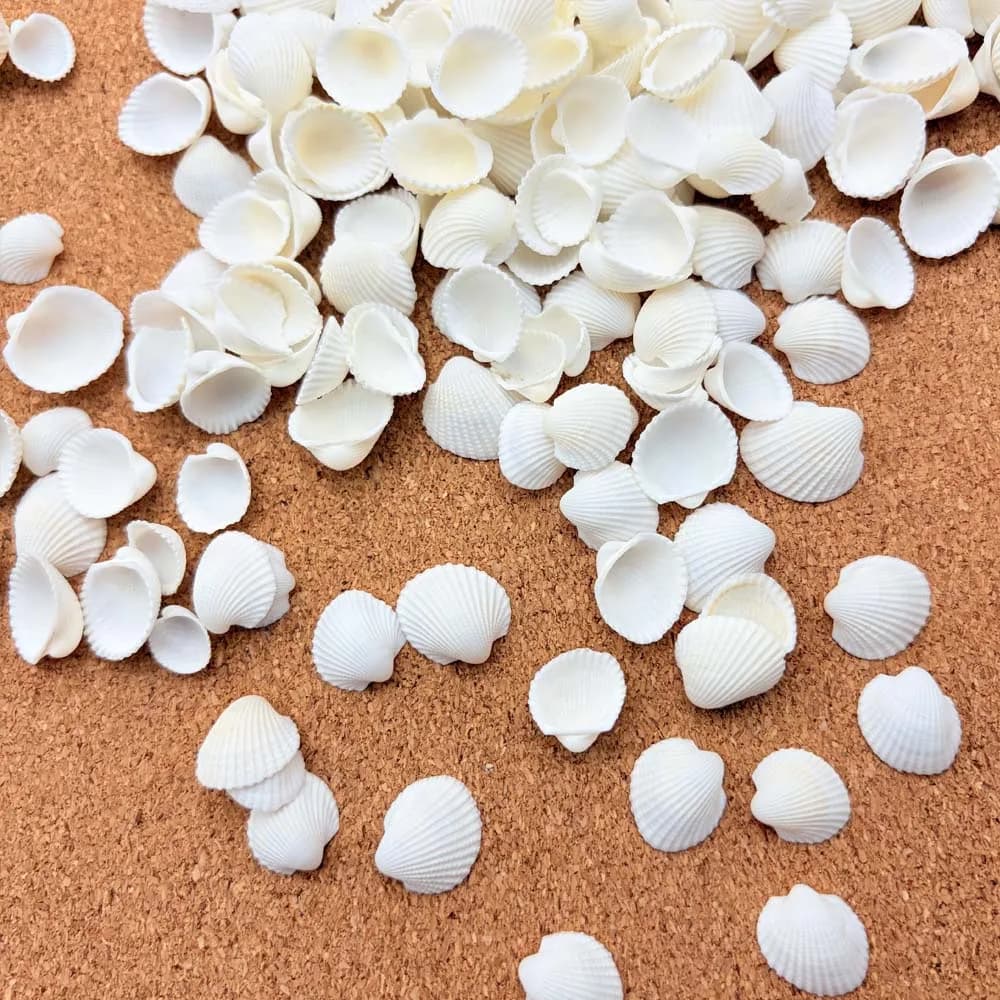 200 peças de conchas marinhas pequenas, cerca de 60g, conchas de amêijoa brancas para artesanato DIY, fabricação de joias, decoração de casa, enchimento de vasos e aquários.