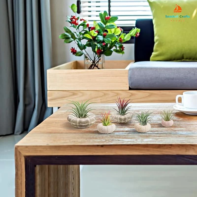 Conjunto de 5 conchas naturais Jácotei ouriços do mar com plantas decorativas em mesa de madeira