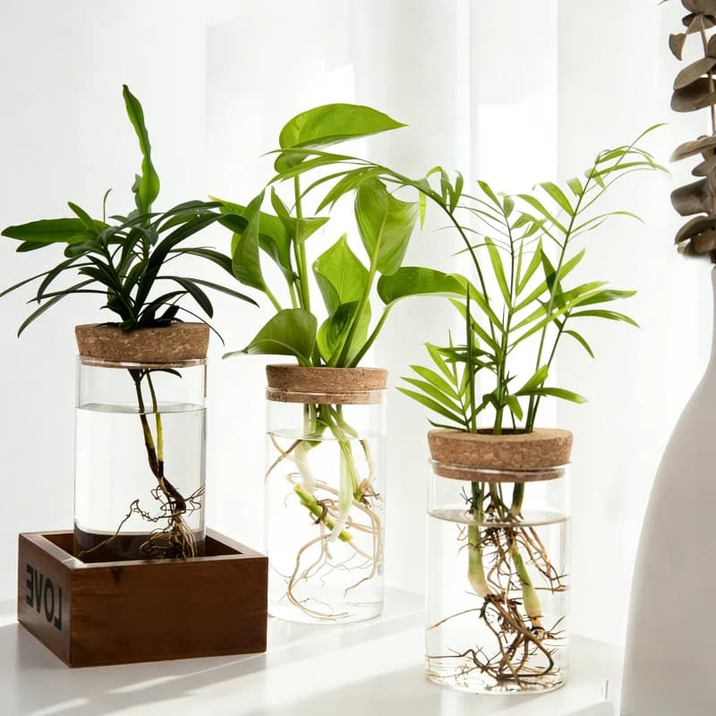 Vaso de vidro hidropônico com tampa de cortiça e planta, decoração de mesa.