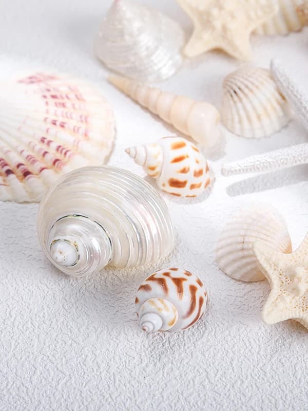 Conjunto de conchas naturais brancas e bege para decoração de aquários e casa com texturas variadas