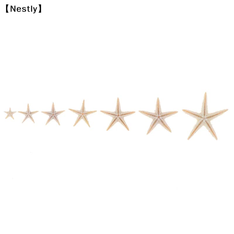 Estrelas-do-mar naturais amarelo pálido em diferentes tamanhos de 0,5 a 3 cm para decoração