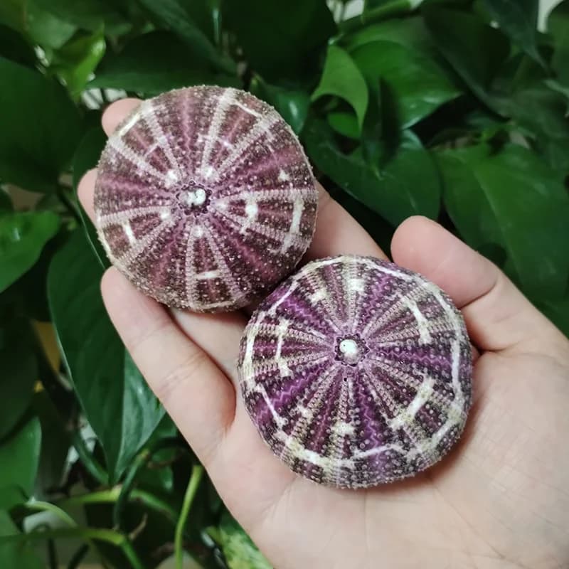Conchas de ouriço coloridas para plantas de ar e artesanato