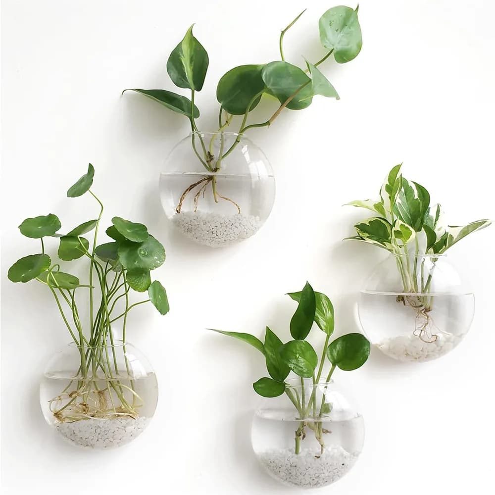 Quatro vasos de vidro esféricos com plantas para pendurar na parede