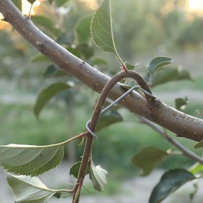 Suporte para galhos de árvores frutíferas preto reforçado segurando galho fino com folhas verdes