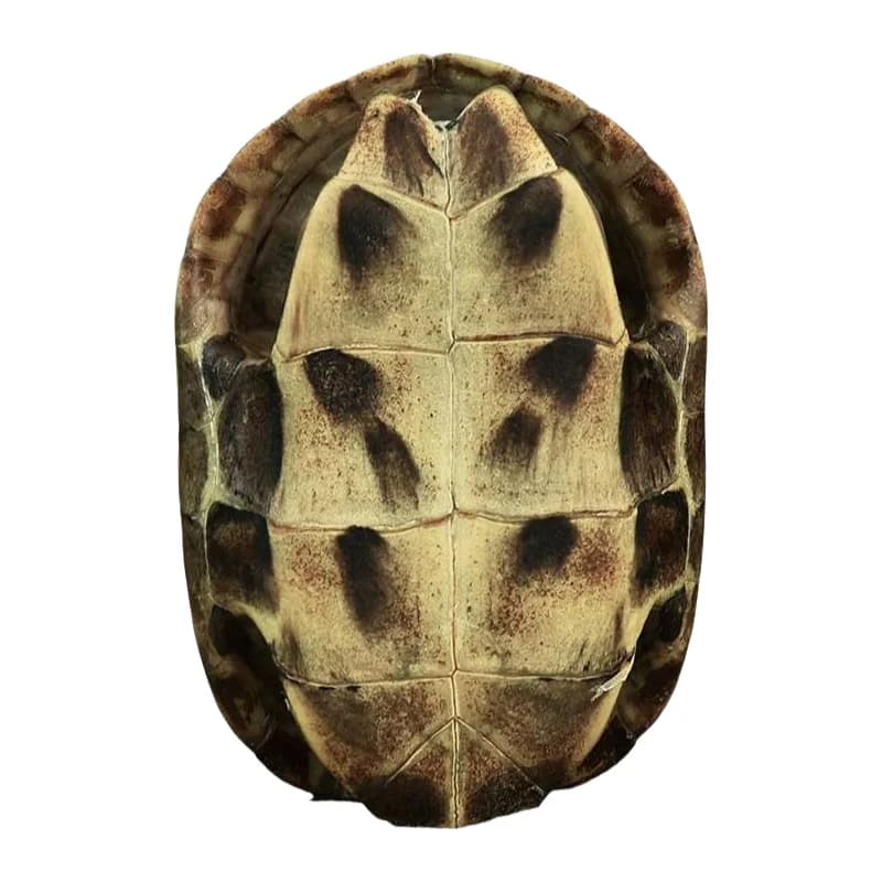 Concha de tartaruga natural marrom vista inferior amuleto da sorte ornamento decorativo