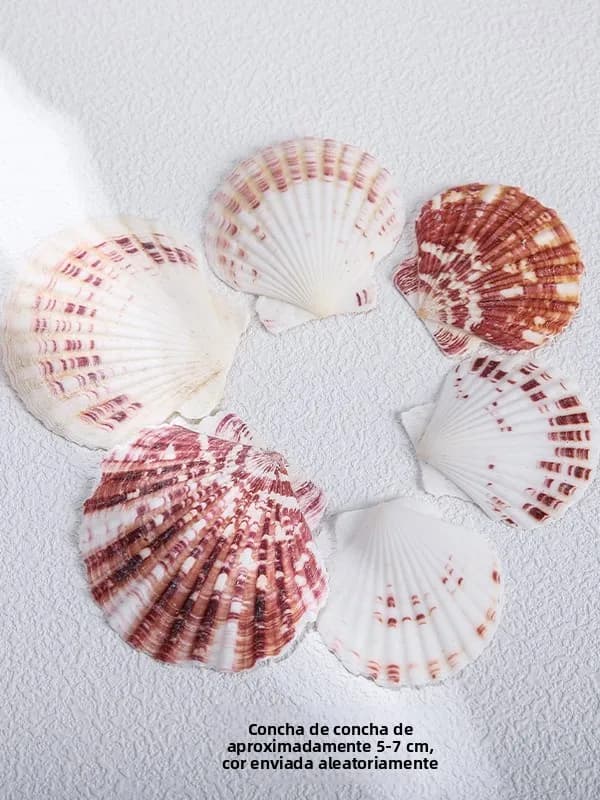 Conchas naturais variadas em tons de branco e marrom para decoração, tamanho aproximado 5-7 cm