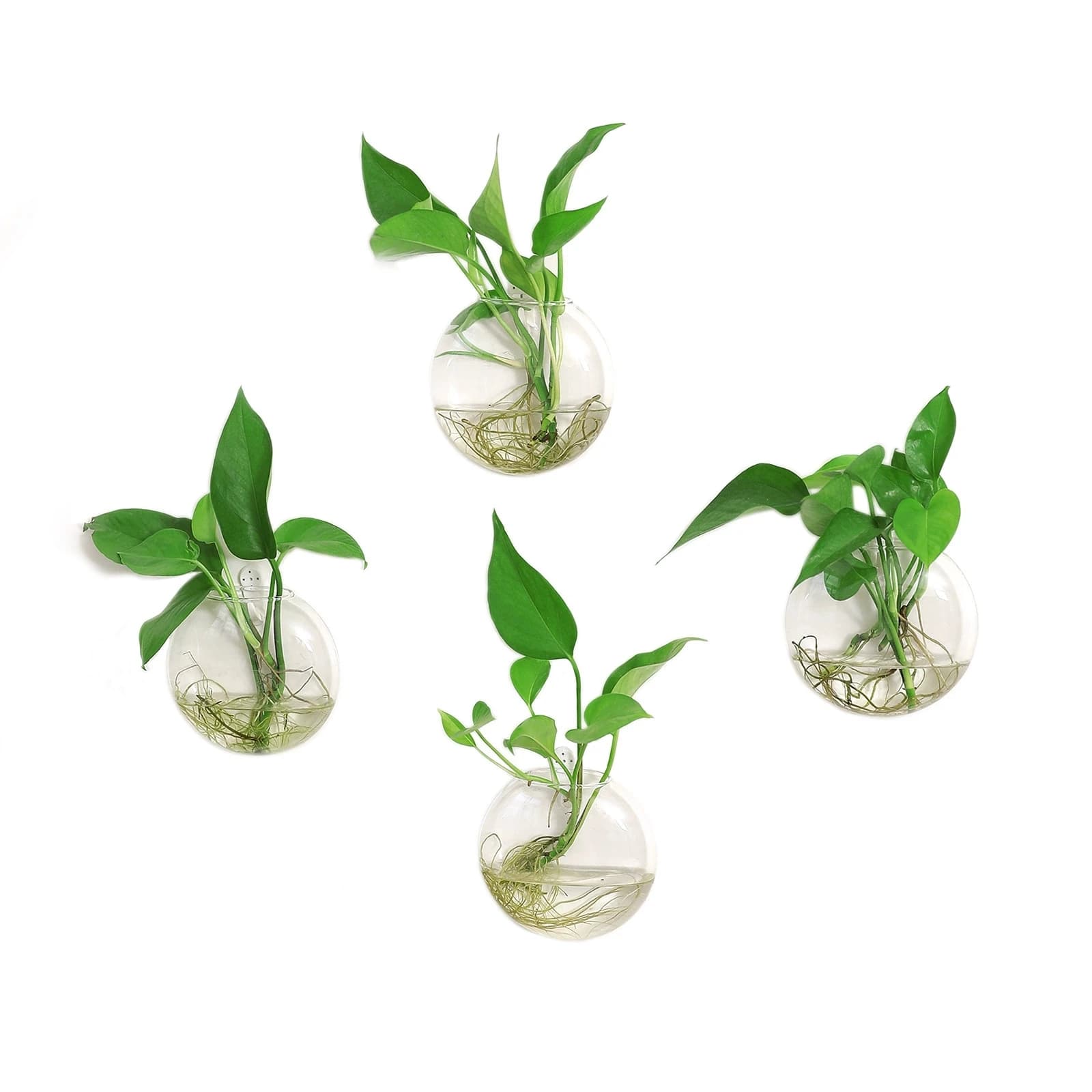 Kit com quatro vasos de vidro transparente para pendurar na parede com plantas verdes.