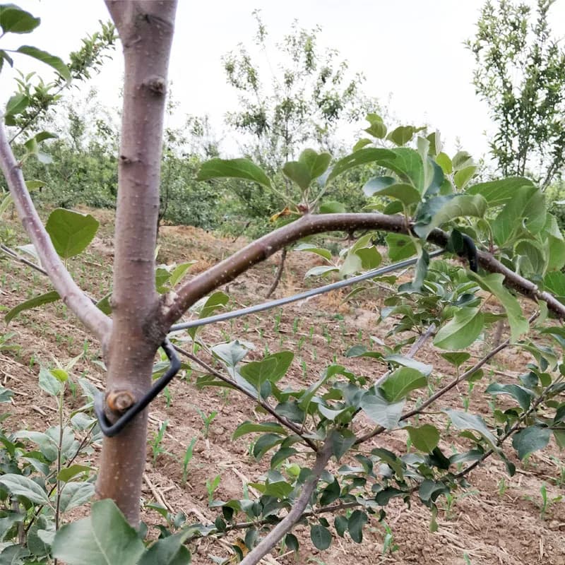 Suporte para galhos de árvores frutíferas preto reforçado fixado em árvore com galhos e folhas verdes