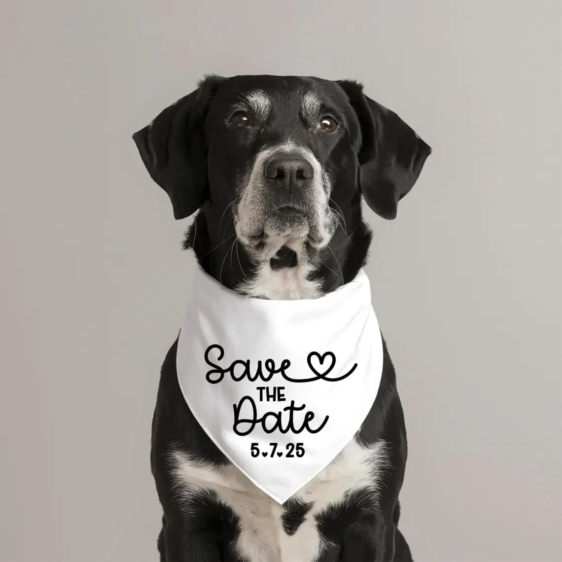 Bandana personalizada para cães com texto 'Save the Date 5.7.25' em fundo cinza