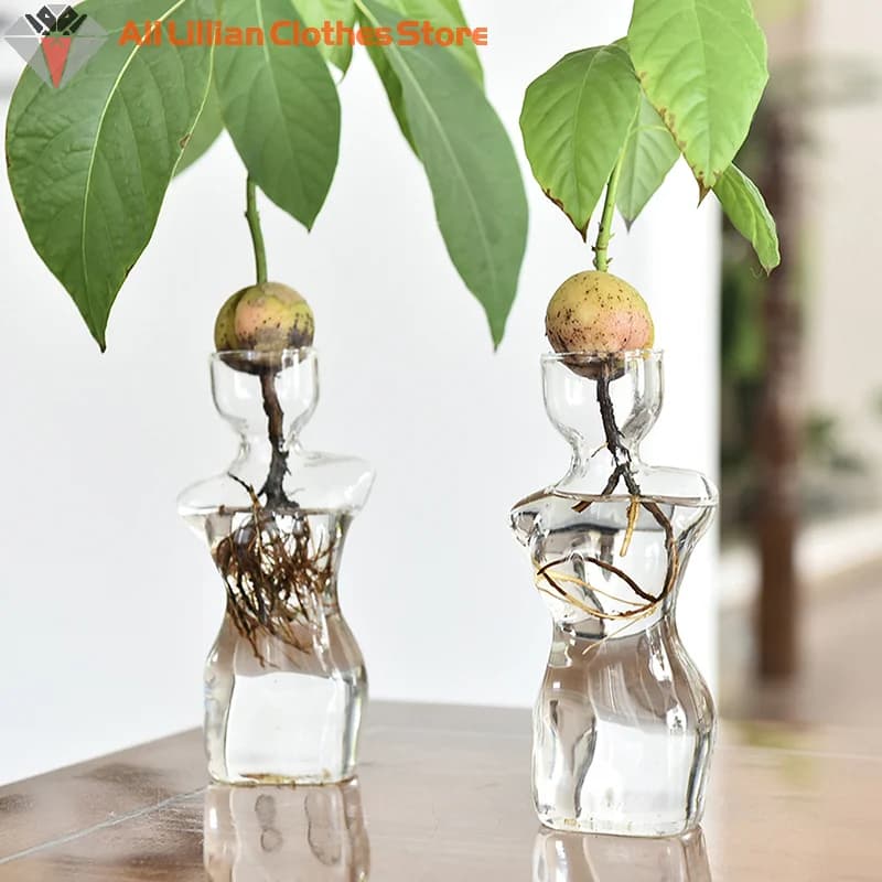 Kit de cultivo de sementes de abacate em vasos corporais de vidro transparente