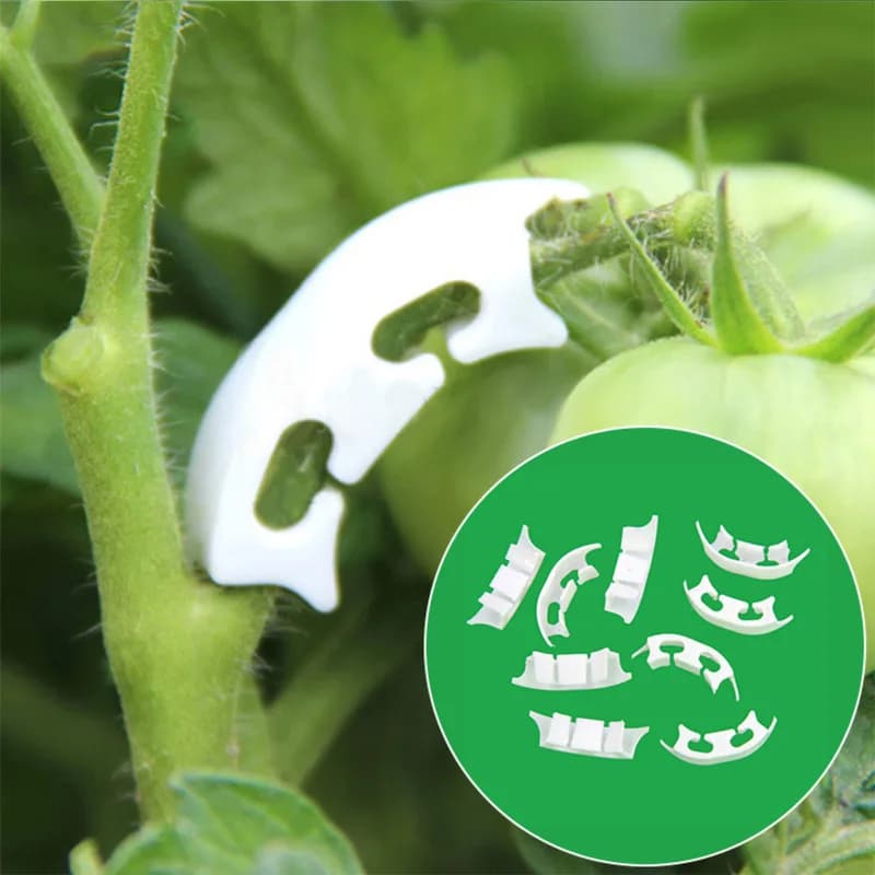 50/100 pçs botânica-haste videira cintas clipes jardim planta empacotado fivela anel ferramenta fixar suporte tomate flores fixo suppor