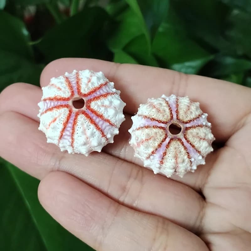 Conchas naturais para artesanato Jácotei ouriços do mar branco com detalhes laranja