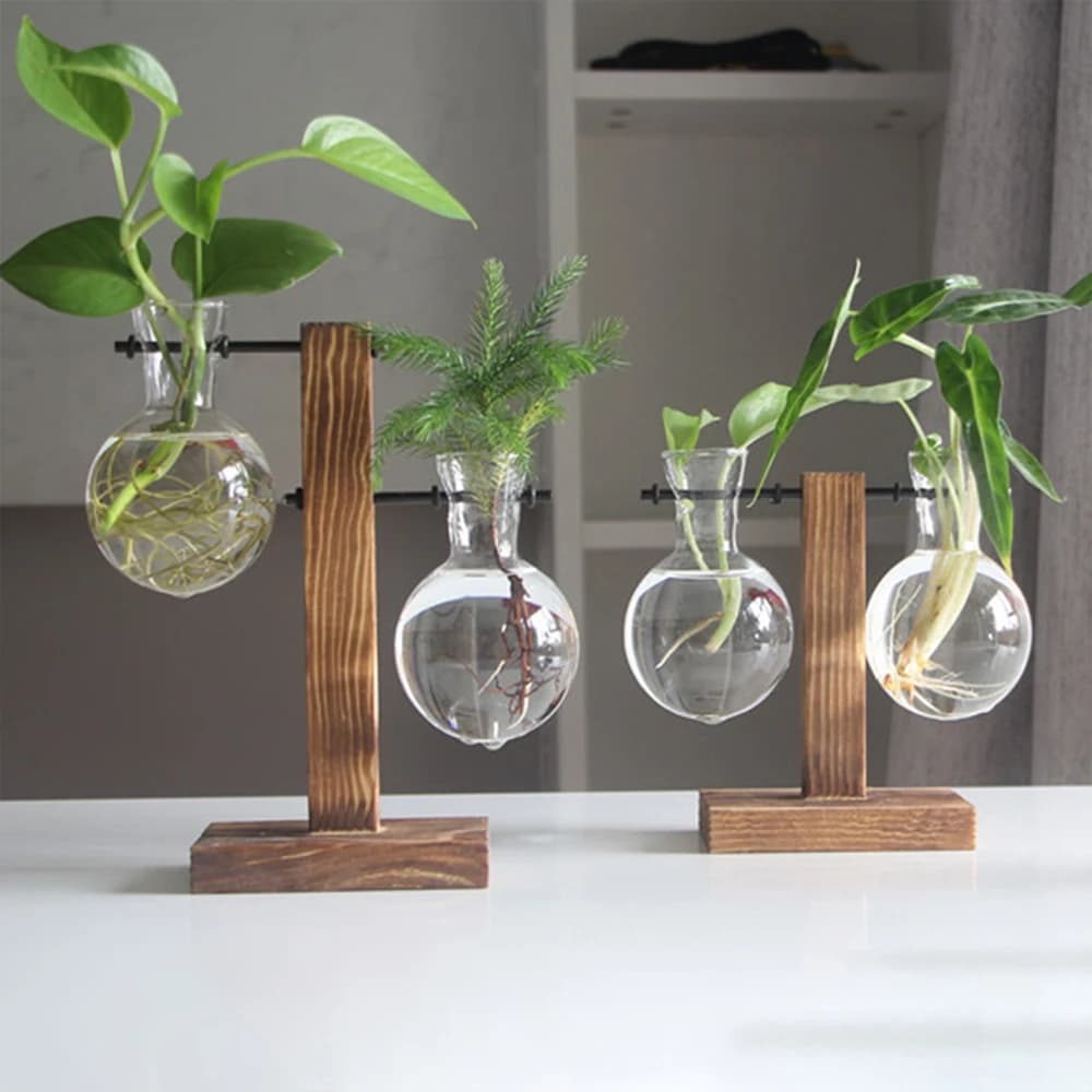 Vasos de vidro transparente com suportes de madeira para plantas hidropônicas em uma superfície branca