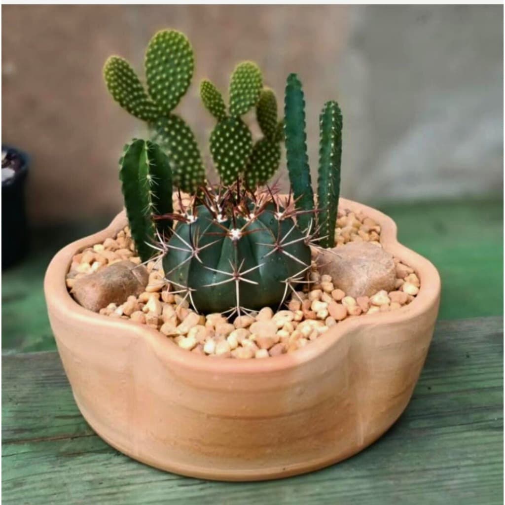 Vaso de barro em formato de florzinha com cactos verdes