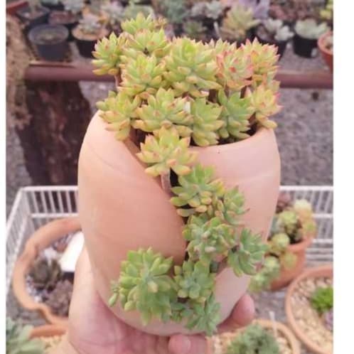 Vaso rachado de barro cerâmica para suculentas com planta verde crescendo