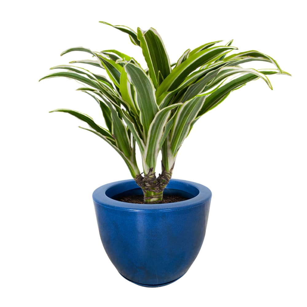 Planta em vaso azul cerâmico, ideal para decoração de casa.