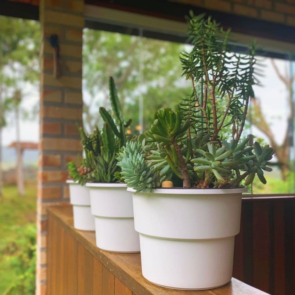 Kit de 4 vasos autoirrigáveis brancos com suculentas verdes em uma prateleira de madeira