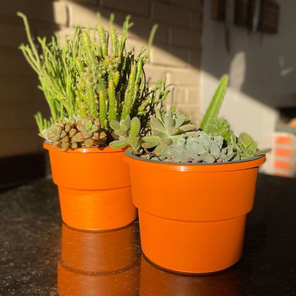 Dois vasos de plantas laranja autoirrigáveis com suculentas verdes sobre uma mesa.