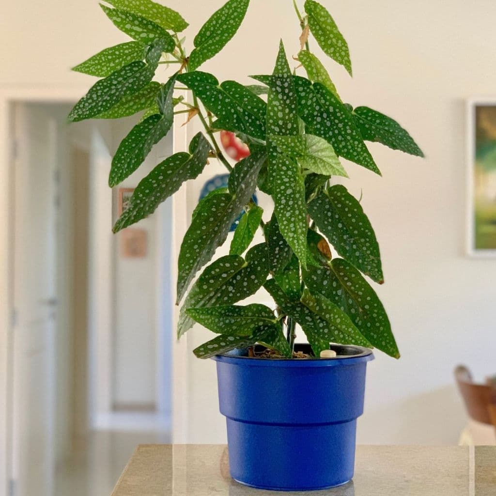 Planta com folhas variegadas em vaso azul, sobre superfície de mármore, fundo branco