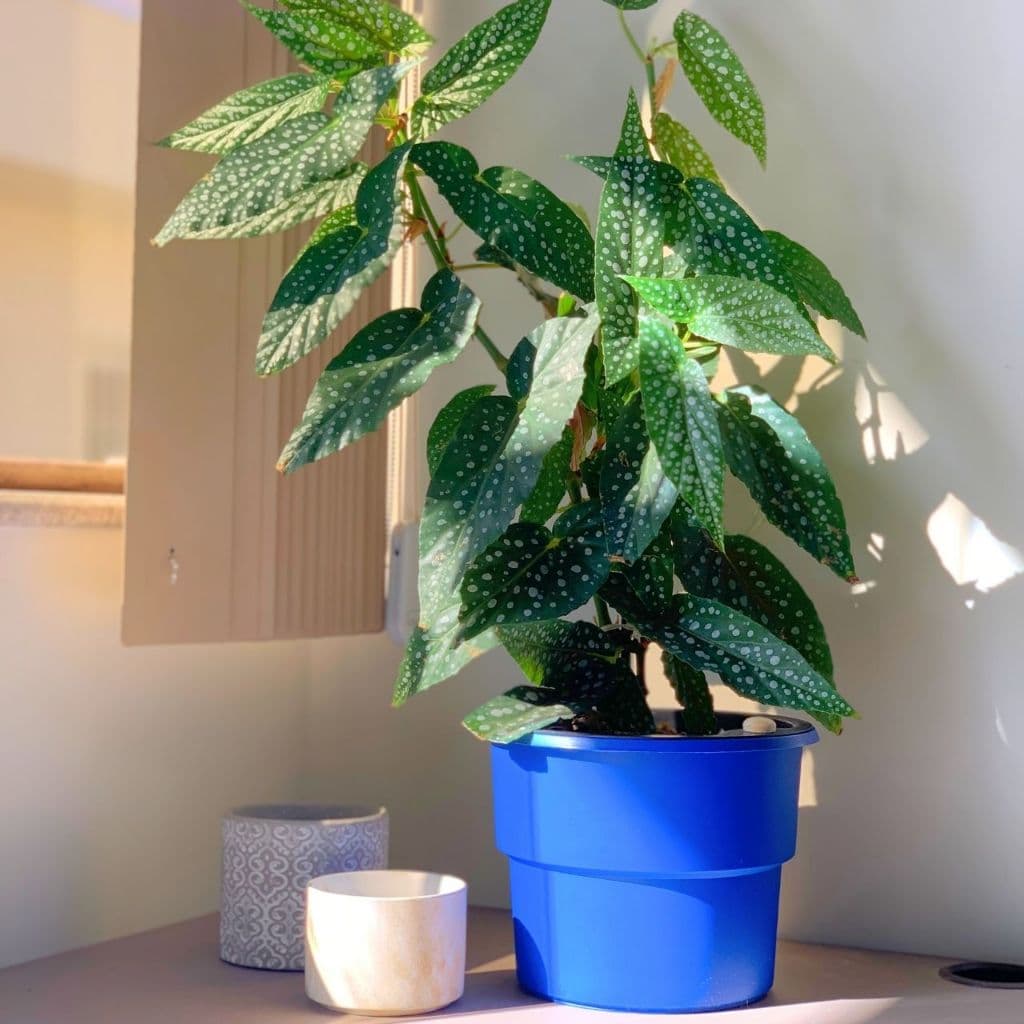 Planta com folhas verdes e manchas brancas em um vaso azul, em um canto de uma sala.