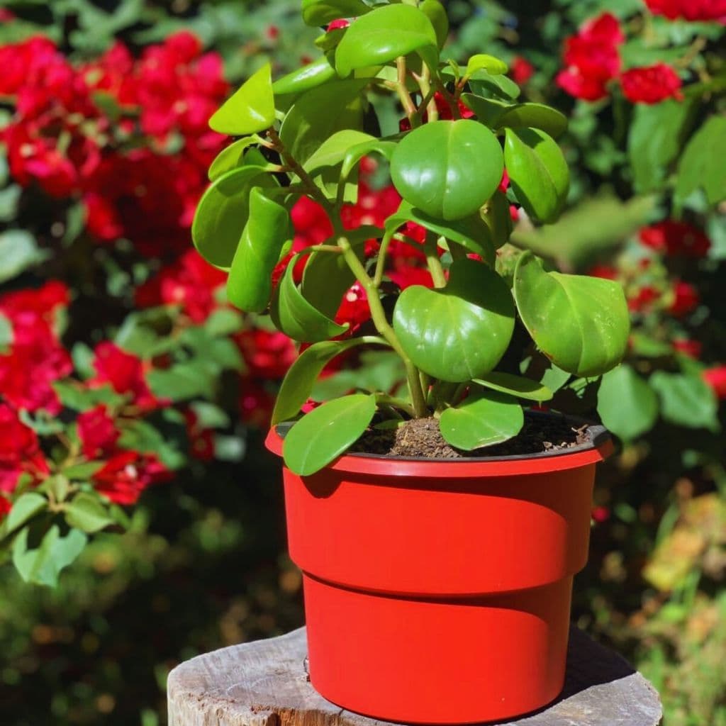 Vaso vermelho com planta verde em forma de coração, fundo de flores vermelhas borrado.