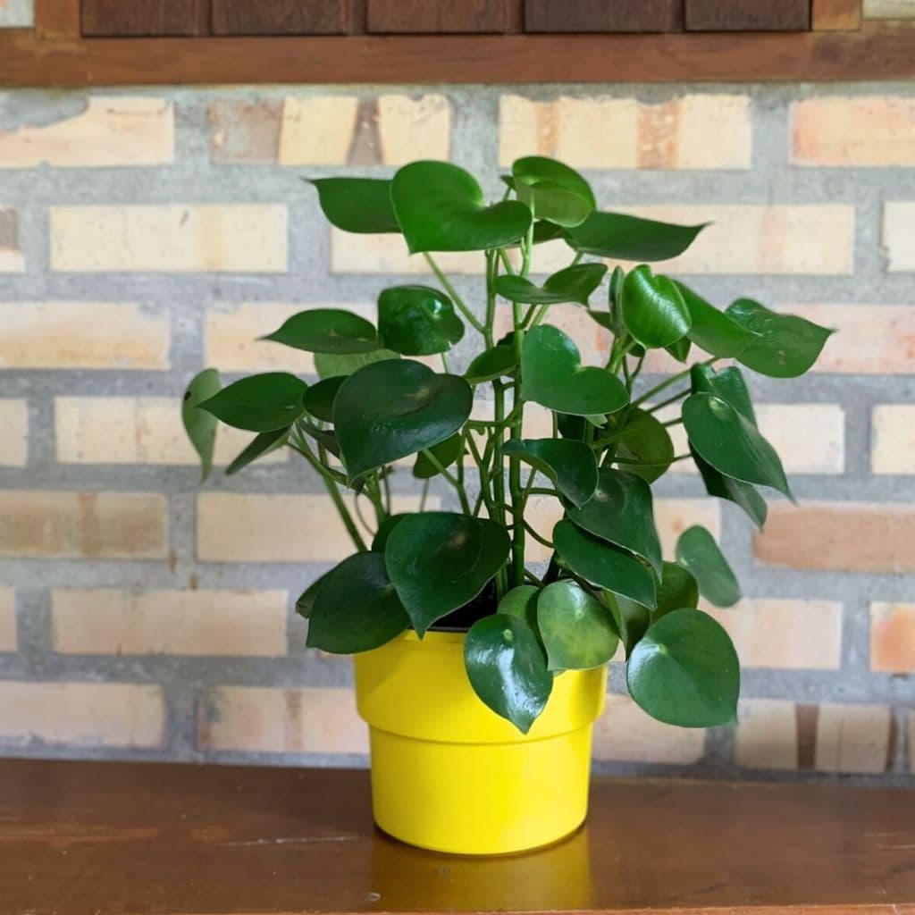 Planta em vaso amarelo circular sobre superfície de madeira contra fundo de tijolos