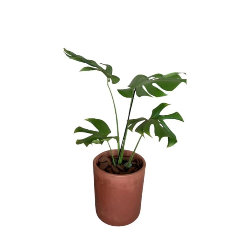 Planta com folhas verdes em vaso de cerâmica marrom, fundo branco.