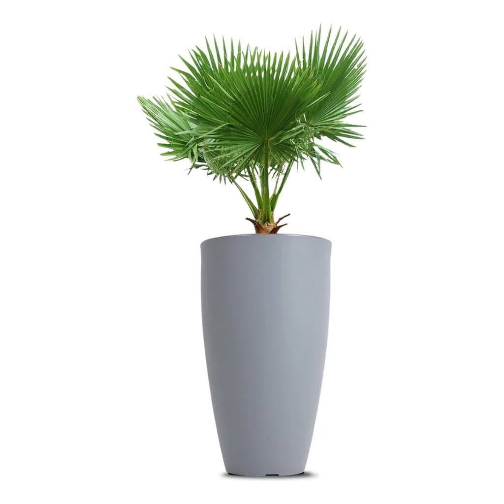 Vaso cinza claro com palmeira verde, isolado em fundo branco, ângulo frontal.