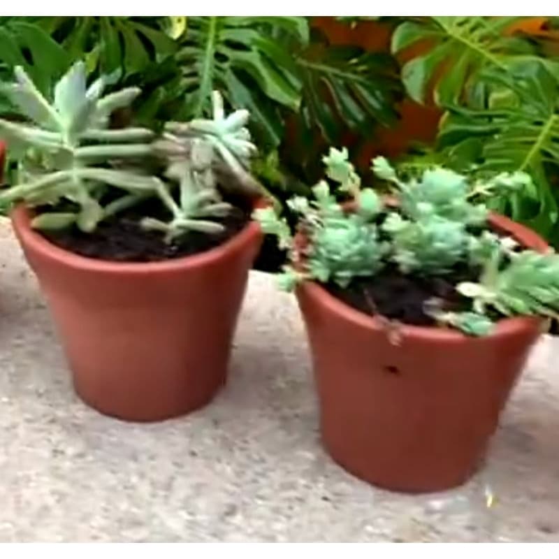 Dois vasos de barro cerâmico com plantas suculentas verdes