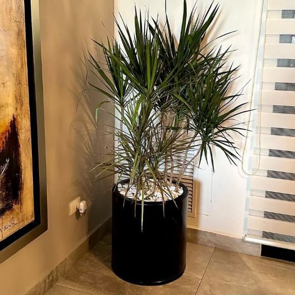 Vaso vietnamita de fibra de vidro preto com planta tropical