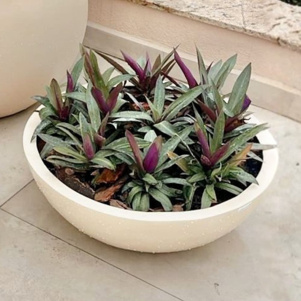 Vaso de fibra de vidro branco com plantas verdes e roxas, ideal para suculentas, colocado sobre uma superfície de concreto.