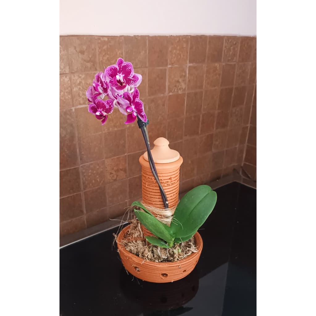 Orquídea em vaso de barro autoirrigável com flores roxas e folhas verdes