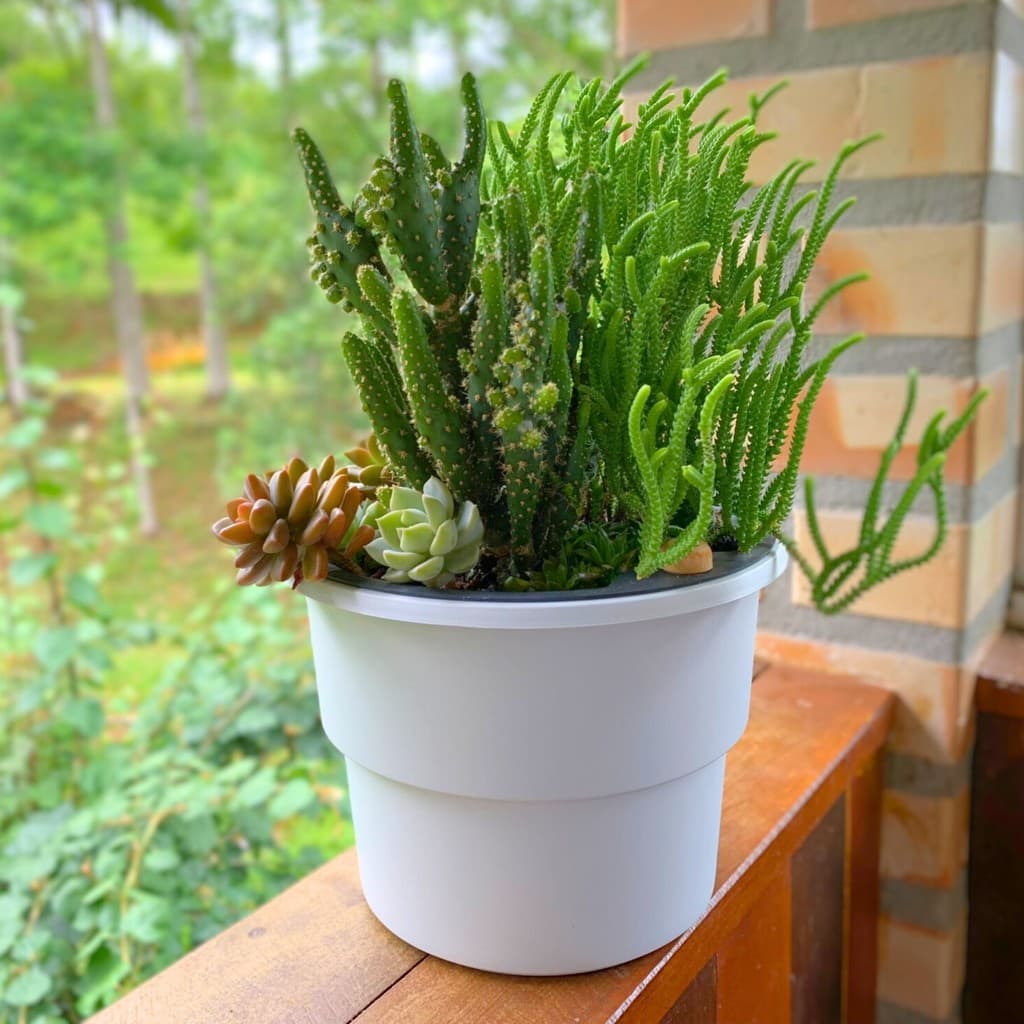 Vaso branco com suculentas e cactos em camadas, sobre uma superfície de madeira, com fundo de tijolos e paisagem verde.