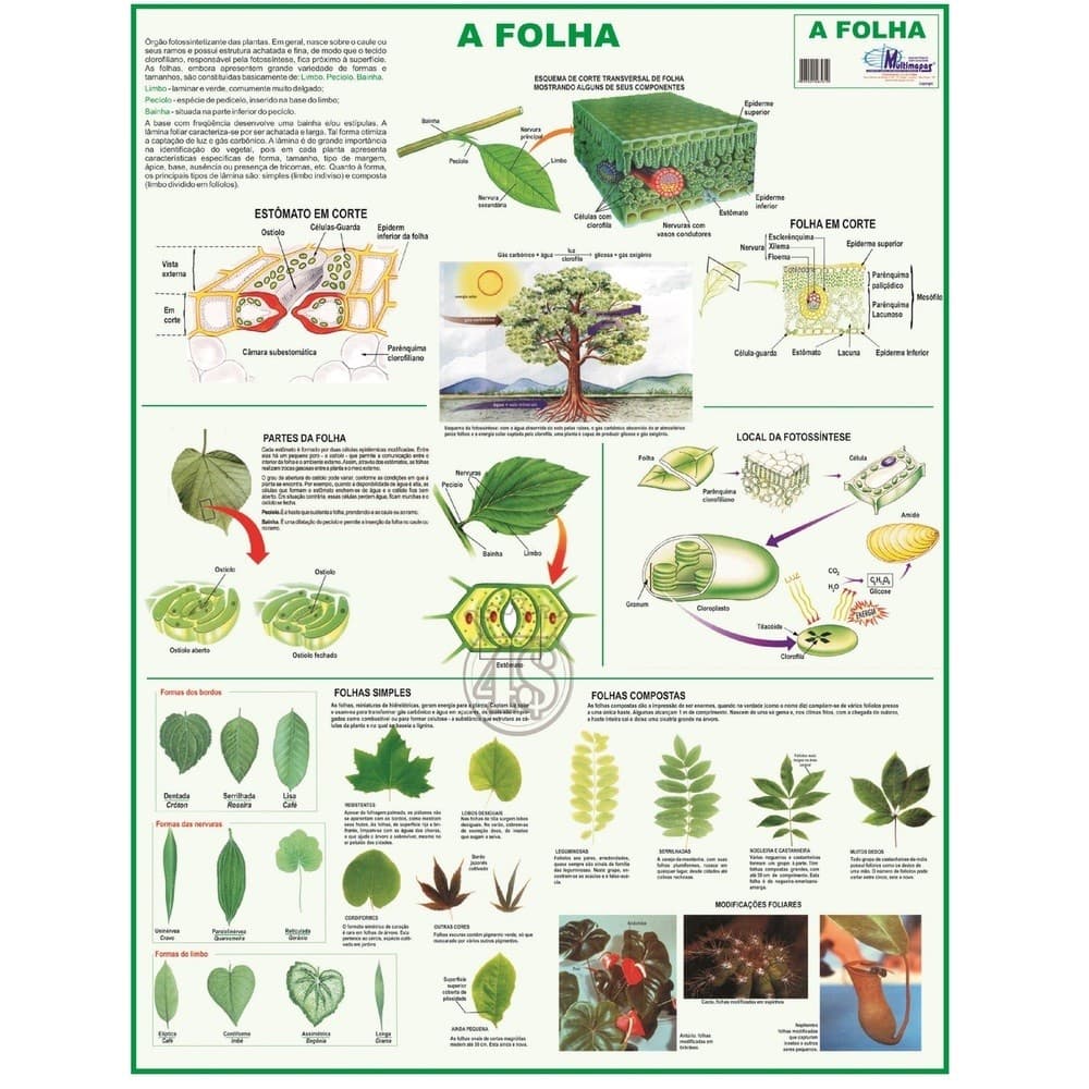Mapa Gigante da Folha Para Estudos Faculdade Curso de Botânica Floricultura Cultivo de Flores Botânico Estudos da Flores
