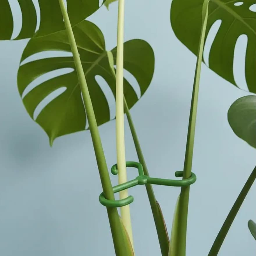 Suportes verdes para plantas com grandes folhas verdes em fundo azul