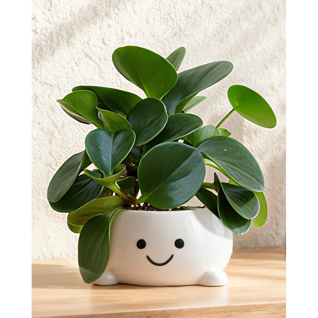 Vaso de cerâmica branco com forma de rosto sorridente com planta verde