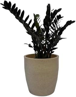 Vaso oval moderno de polietileno com planta de folhas verdes escuras