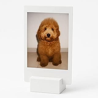 Kit Porta Fotos Polaroid para Instax Mini Go com foto de cão golden retriever