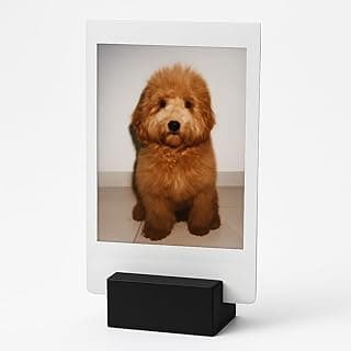 Kit porta-fotos Polaroid preto com foto de cão marrom sentado